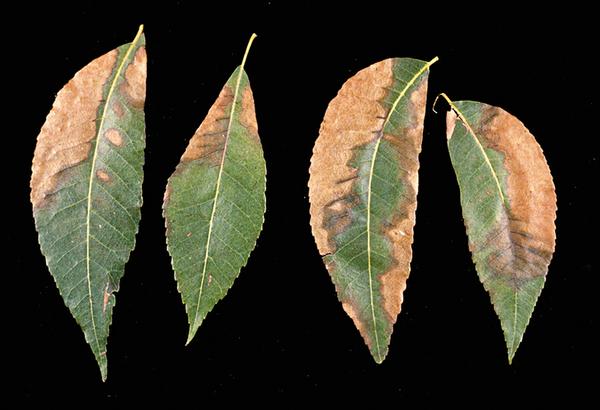 Figure 26. Bacterial leaf scorch affects pecan leaflets.